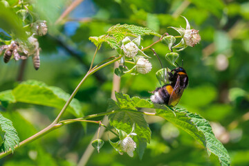 A bumblebee collects nectar from raspberry blossoms