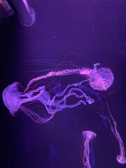 jellyfish in aquarium