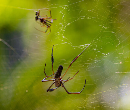 Close-up view on two spiders on the web
