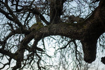 Large Tree with Beautiful Spreading Branches, Majestic Nature Scene. Silhouette of old tree