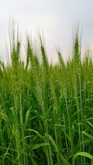 green wheat field in summer