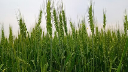 Obraz premium green grass on a white background
