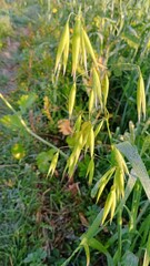 green moss on the tree