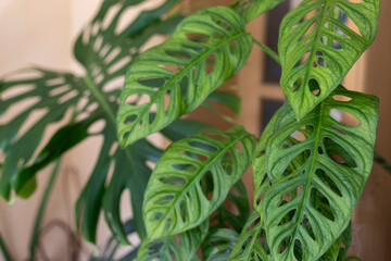 Closeup of a Monstera adansonii, the Adanson's monstera, Swiss cheese plant or five holes plant © GreenThumbShots
