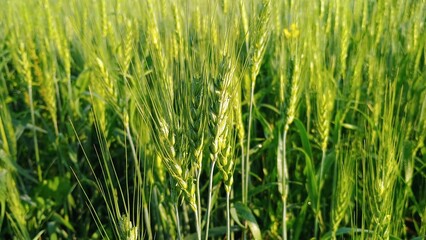 green grass in the wind