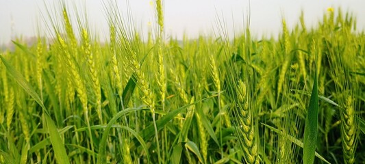 green weats grass in the morning