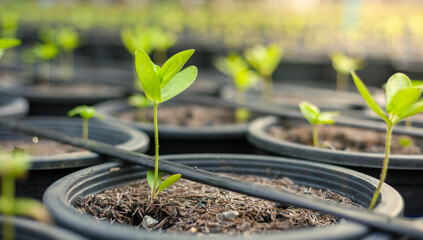 Green seedlings growing in the drip system.