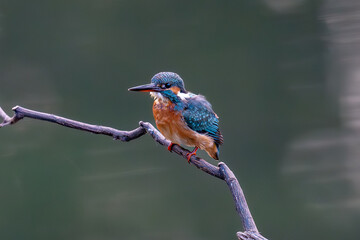 kingfisher on branch