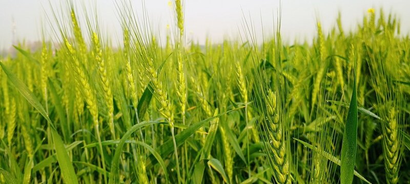 green weats grass in the morning