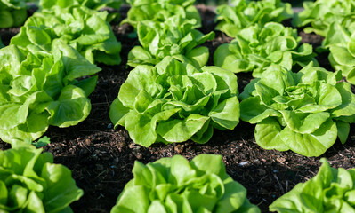 Vegetables in the plot. Mustard greens growing in the garden on an organic farm. Hydroponic vegetable farm grown in soil plots. Drip irrigation system. indoor vegetable plant. Green salad farm. Green 