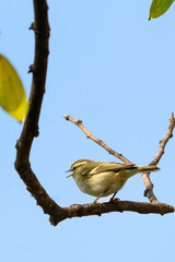 bird on a branch