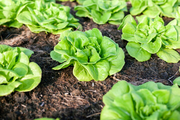 Vegetables in the plot. Mustard greens growing in the garden on an organic farm. Hydroponic vegetable farm grown in soil plots. Drip irrigation system. indoor vegetable plant. Green salad farm. Green 