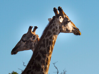 Two giraffe heads rise against the sky