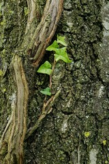Ivy on Tree Bark close-up