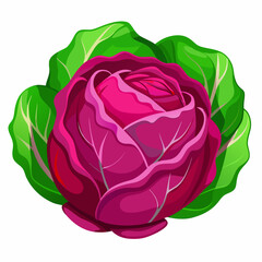 cabbage isolated on white background