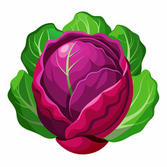 cabbage isolated on white background