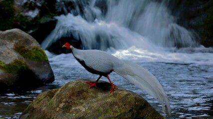 black headed gull