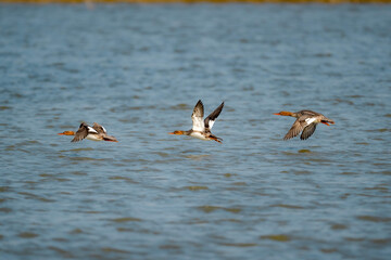 ducks in the lake