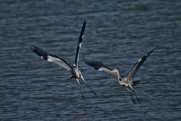 birds in the wildlife