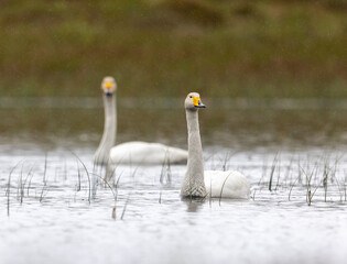 White swan in natural surroundings
