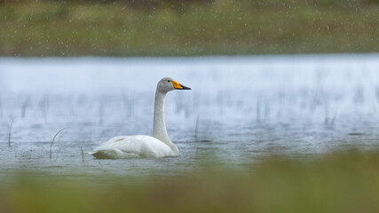 Fototapeta premium White swan in natural surroundings