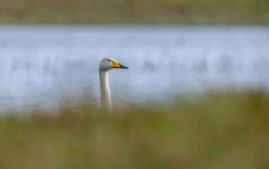 White swan in natural surroundings