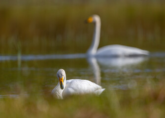 White swan in natural surroundings