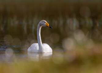 Obraz premium White swan in natural surroundings