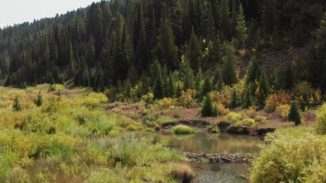 Aerial drone shot of a glade passing over a beaver dam. Forward tracking shot. Shot in 4K.