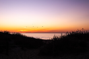 California sunset in Moss Landing, Monterey Bay, USA with silhouette of birds in flight