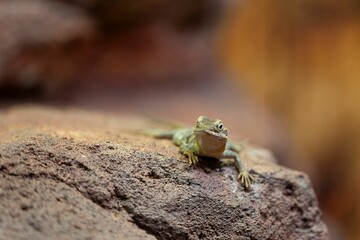 Lizard resting on a rock.