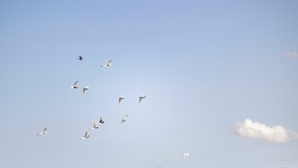 Flock of birds in a clear blue sky.