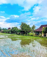 Rice Terrace in Bali. Indonesia.