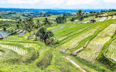 Jatiluwih Rice Terrace in Ubud. Bali. Indonesia.