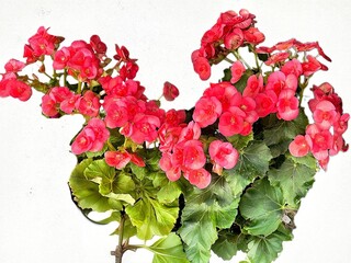 Pink lovely Begonia