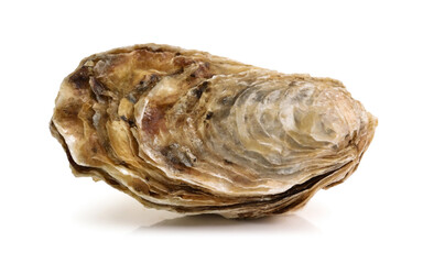 fresh oyster on isolated white background 