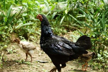 a group of free-range chickens are eating