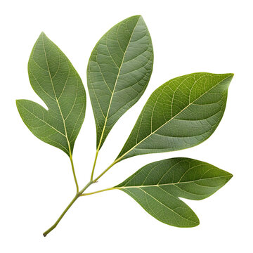 A sprig of sassafras leaves with their characteristic mitten shape, isolated on a transparent background