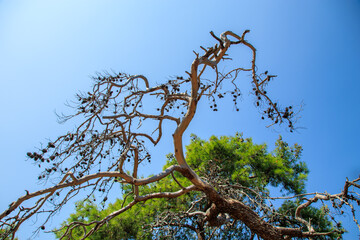 tree branches against blue sky