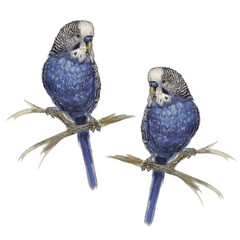 watercolor image of two wavy male parrots . It is suitable for interior decoration and advertising