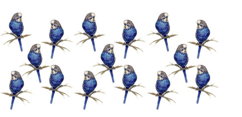  lots of budgies blue on a white background
