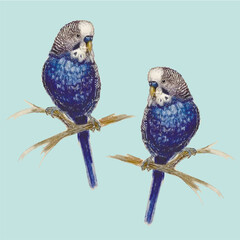  portrait. watercolor image of two male budgerigars on a blue background. It is suitable for interior decoration and advertising, postcards..