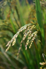 Rice grain close up view in paddy field.