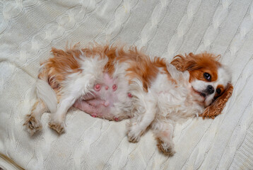 pregnant cavalier king charles spaniel dog sitting on sofa. Dog expecting puppies