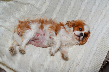 pregnant cavalier king charles spaniel dog sitting on sofa. Dog expecting puppies