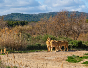 Three lions standing on a dirt road in a natural savannah setting looking and watching their surroundings.