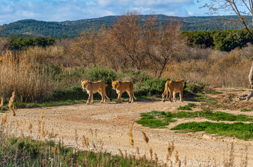 Group of lionesses walking in a natural savanna environment.