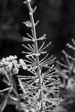 Black and white photo of delicate horsetail plant adorned with dewdrops, macro natural textures, vertical