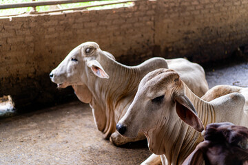 Cows are kept on Asian farms