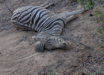 Afrikanische Tiere Totes Steppenzebra nach Schlangenbiss gestorben, im Busch vom Kr&uuml;ger National Park - Kruger Nationalpark S&uuml;dafrika
